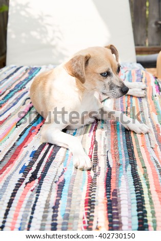Tan Terrier Mix Enjoying Sunny Day Outside on Handmade Rag Rug