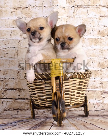 beautiful chihuahua puppies are traveling by bike