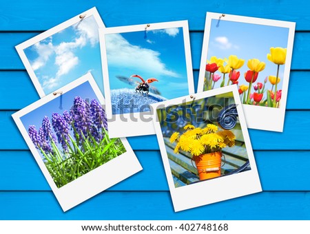 Selection of vernal snapshots pinned on blue wooden wall; Symbols of spring; Heralds of spring; Set of instant pictures with springtime motifs