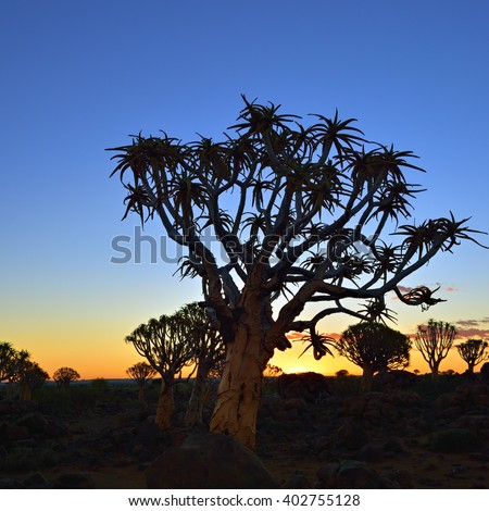 Quiver Tree Forest outside of Keetmanshoop, Namibia at night start. Magical silhouette against mystical sunset