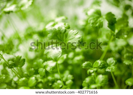 Fresh leaves of young parsley