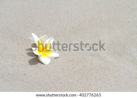 A beautiful frangipani flower, yellow and white color laying on the white sandy beach, tropical flower on the island of Koh samui, during summer time