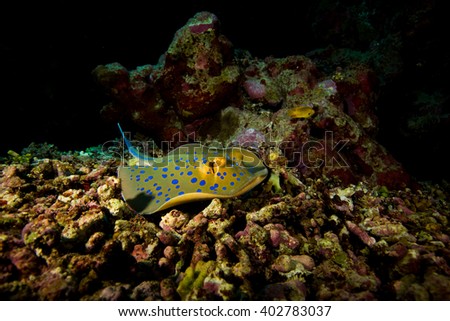 photo of spotted colorful ray