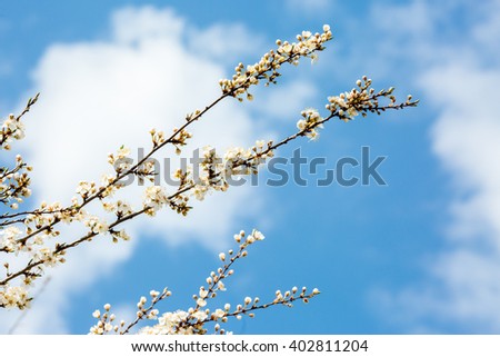 beautiful flowering apple trees. background with blooming flowers in spring day.Blossoming of cherry flowers in spring time with green leaves, natural floral seasonal background with copy space
