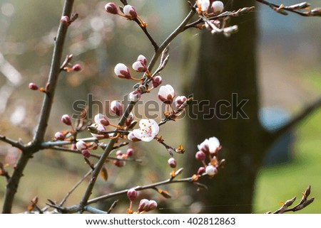 beautiful flowering apple trees. background with blooming flowers in spring day.Blossoming of cherry flowers in spring time with green leaves, natural floral seasonal background with copy space