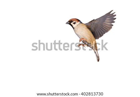 Flying Eurasian tree sparrow isolated on white (Passer montanus) Royalty-Free Stock Photo #402813730