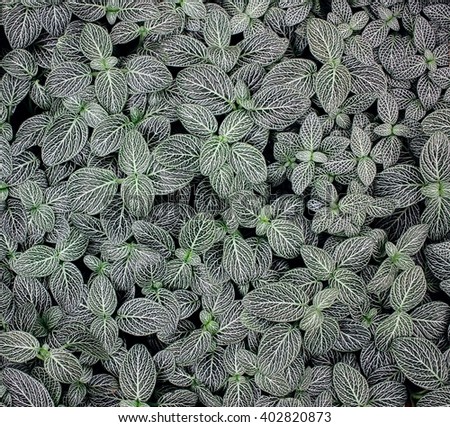A closeup of silvery green leaves