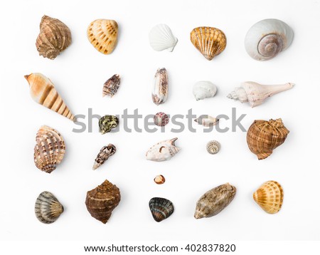 seashells, white background Royalty-Free Stock Photo #402837820