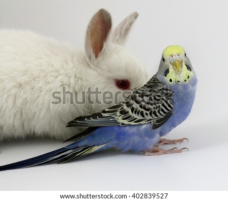 isolated rabbit and budgerigar