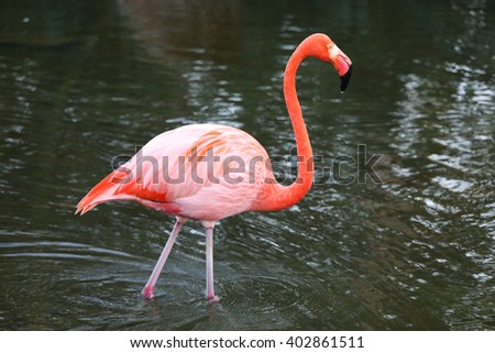 Photo of Common flamingo bird standing in water. Mirror reflection water, water drops. Wild nature of Dominican Republic. Jungle pond animal picture. Pink feathers tropical bird with long neck
