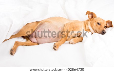 Fawn Colored Terrier Mix Relaxing on White Linen Sheets