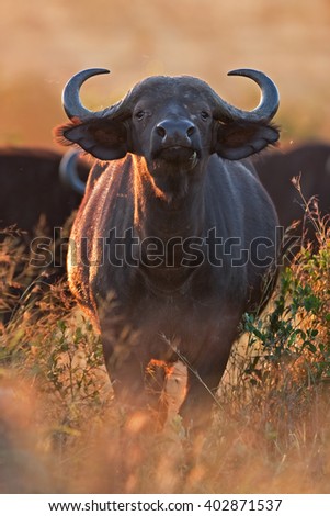 African buffalo, Cape buffalo, Syncerus caffer