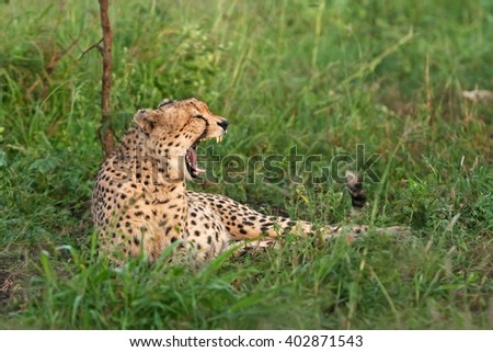 cheetah, acinonyx jubatus