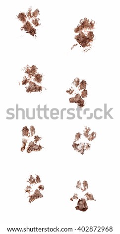 Line of dirty dog paw prints made with real mud. Isolated on white background Royalty-Free Stock Photo #402872968