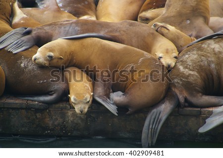 Seals on a Pile on a San Francisco Pier  Royalty-Free Stock Photo #402909481