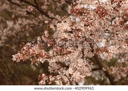 The flower of a Cherry blossom