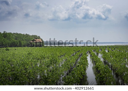 Mangrove Forest Scenery