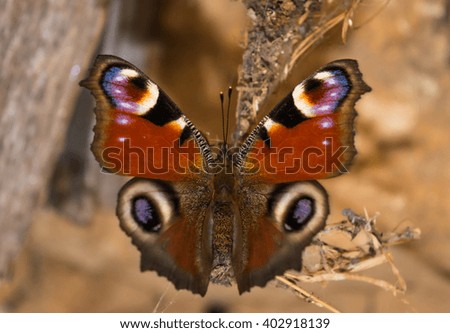 A coloreful butterfly. The picture was taken in a shed