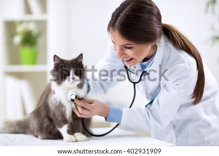 Persian cat with veterinarian doctor at vet clinic Royalty-Free Stock Photo #402931909