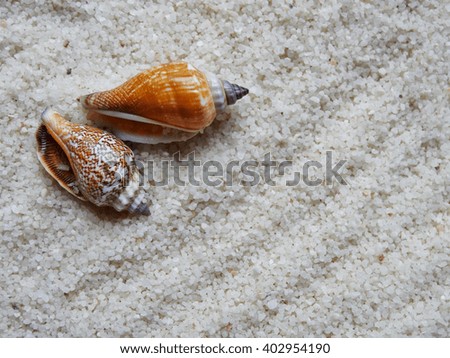 seashells on gray sand - selective focus, useful as a background