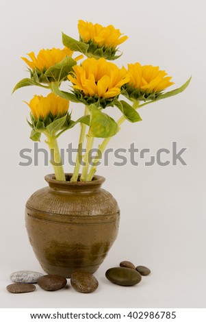 Sunflower in old jars on a white background.