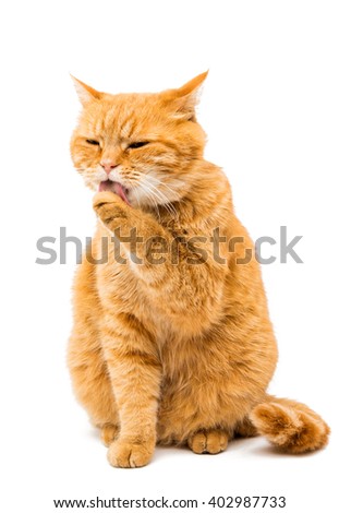 ginger cat on a white background