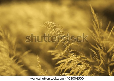  sepia picture of an wild plant