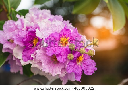 Lagerstroemia calyculata Kurz,purple flowers:select focus with shallow depth of field:ideal use for background.