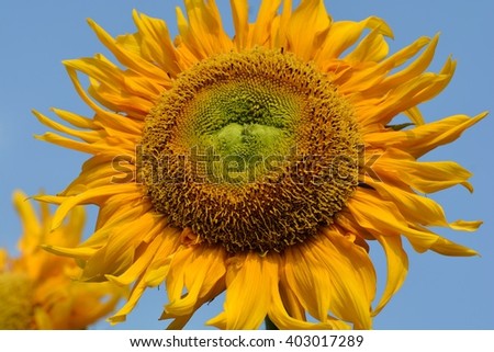 close-up sunflower on blue sky
