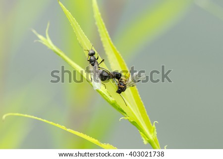 Small bug on green plant