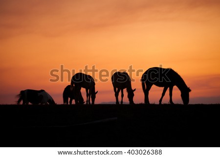 Horse in meadow with orange sunny sky and mountain background