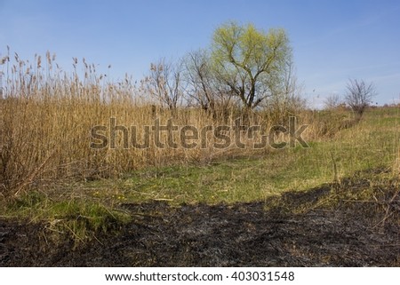 Scorched grass meadow