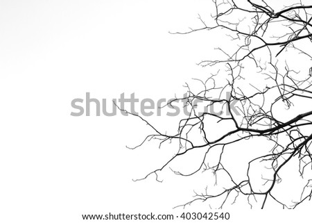Bare Branches on white background with copy space