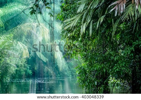 Tortuguero National Park, Rainforest, Costa Rica, Caribbean coast, Central America Royalty-Free Stock Photo #403048339