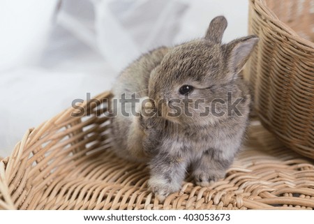 baby rabbit sits on rattan basket