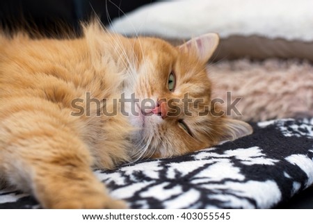 Ginger cute cat sleeping at home
