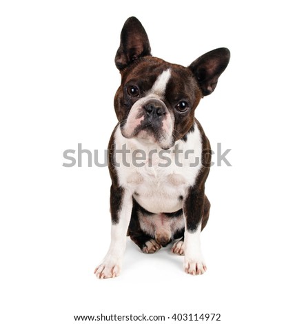  a boston terrier looking up at the camera in studio isolated on a white background 