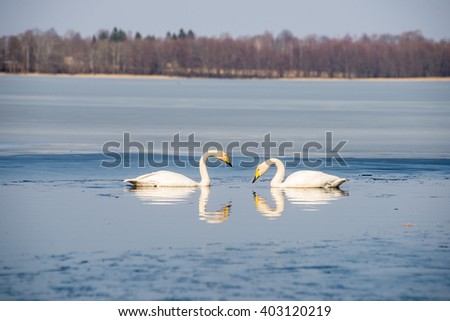 swan on lake water in sunny day, swans on pond.