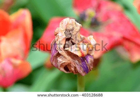 Dried tulips at garden