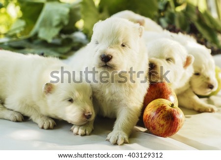 small shaggy white puppies with black eyes lying on a background of leaves 
