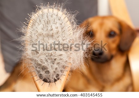 Hairy dog brush, Pet Grooming, Close up, dog in a background