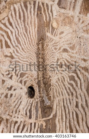 Feeding traces of Great BirkensplintkÃ¤fer (Scolytus ratzeburgii) to a birch