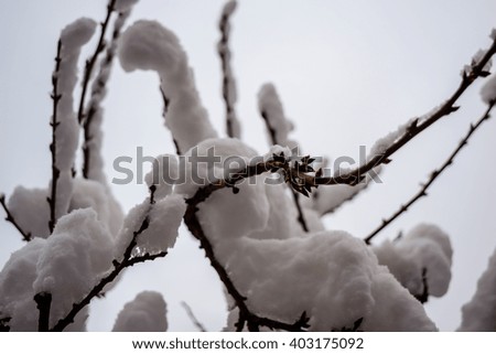Branches under the snow on a winter day