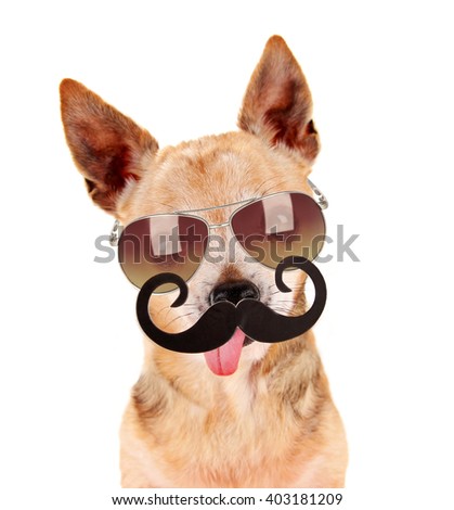 a cute chihuahua with a sunglasses on and a mustache in front of him with his tongue out on an isolated white background toned with a retro vintage filter instagram app or action effect