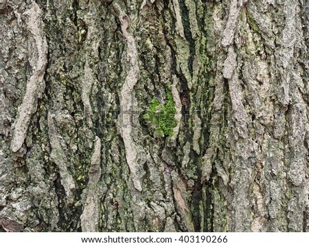 Wood tree bark texture background pattern.