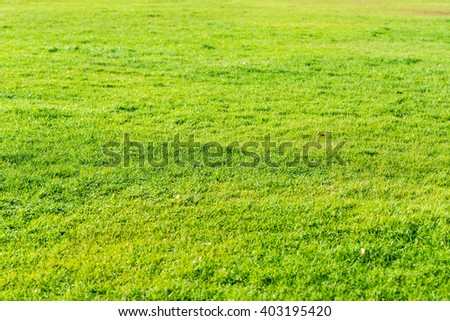 Green grass seamless texture