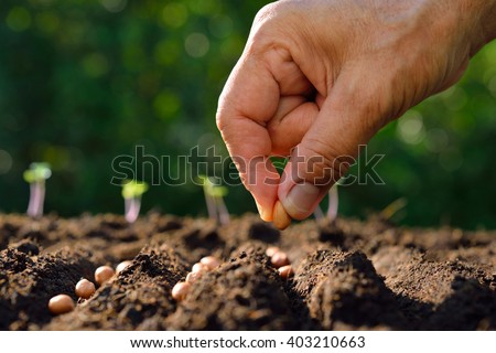 Farmer's hand planting seed in soil Royalty-Free Stock Photo #403210663
