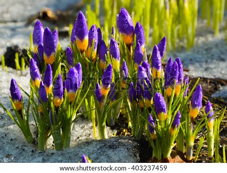 crocuses growing in the garden, the snow has not yet melted. 