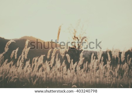 Flowers grass in sunset blurred bokeh background vintage.
