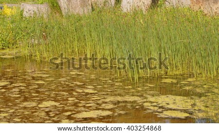 Aquatic vegetation, water plants